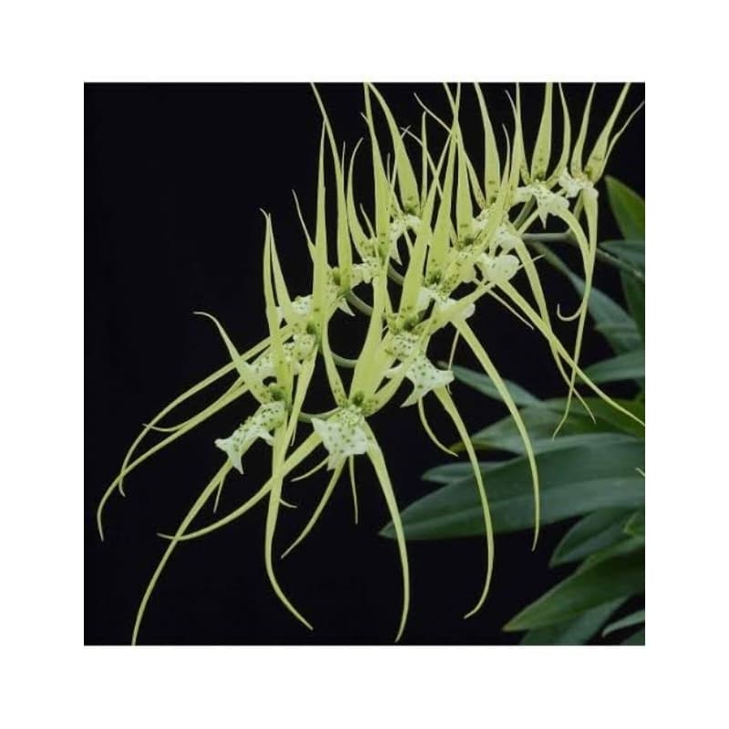 Brassia Verrucosa - Orquidea Aranha