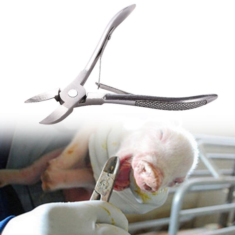 alicate corte dente presa leitão porco Suíno aço inoxidável inox