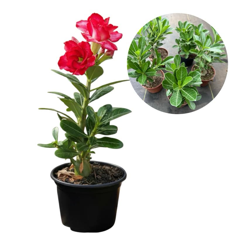 Rosa do Deserto Raiz Própria Natural