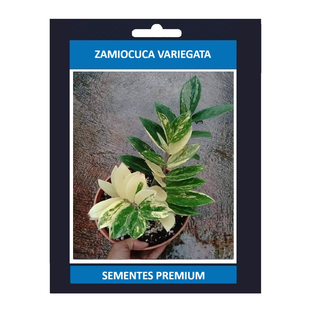 ENVIO SUPER RÁPIDO zamiocuca variegata 100 sementes com manual de cultivo II T1 Alta Qualidade