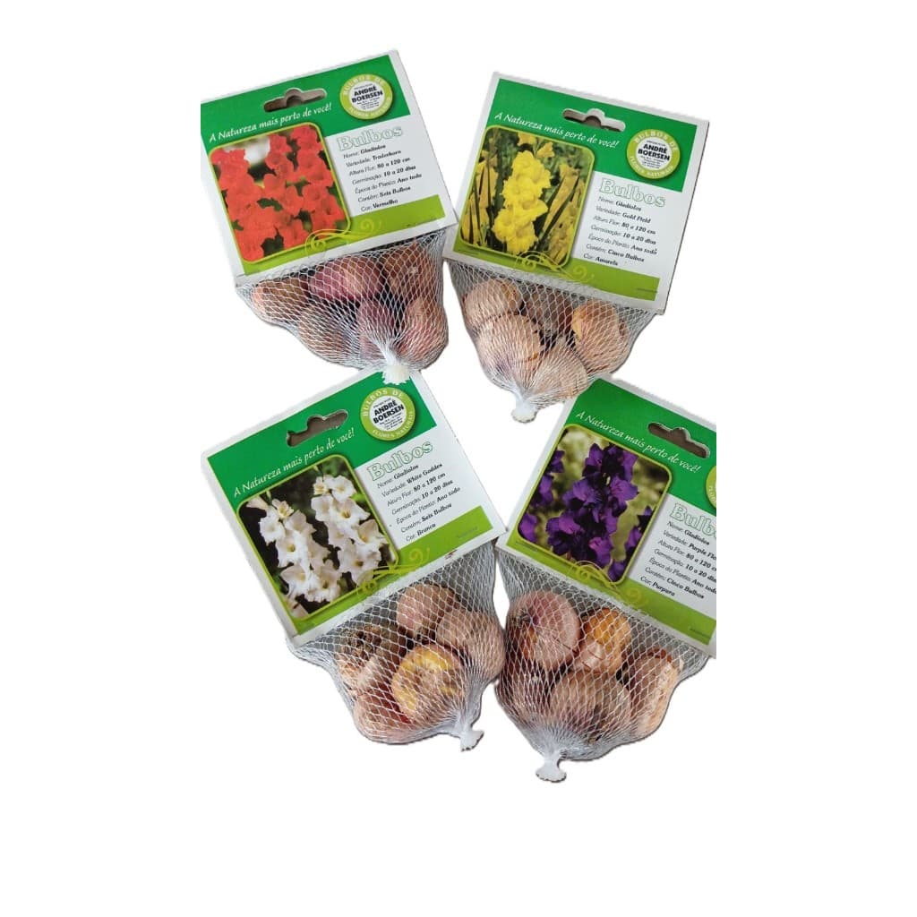 Bulbo gladiolo - palma santa rita