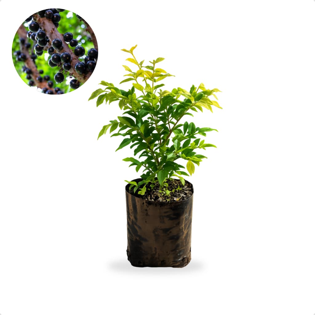 Muda de Jabuticaba Hibrida Precoce Pe de Jabuticaba Produtivo Planta Frutifera para Vaso Quintal e Jardim