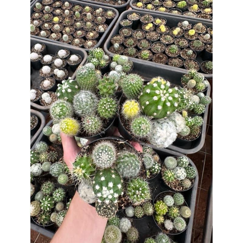 Coquetel de Cactos natural