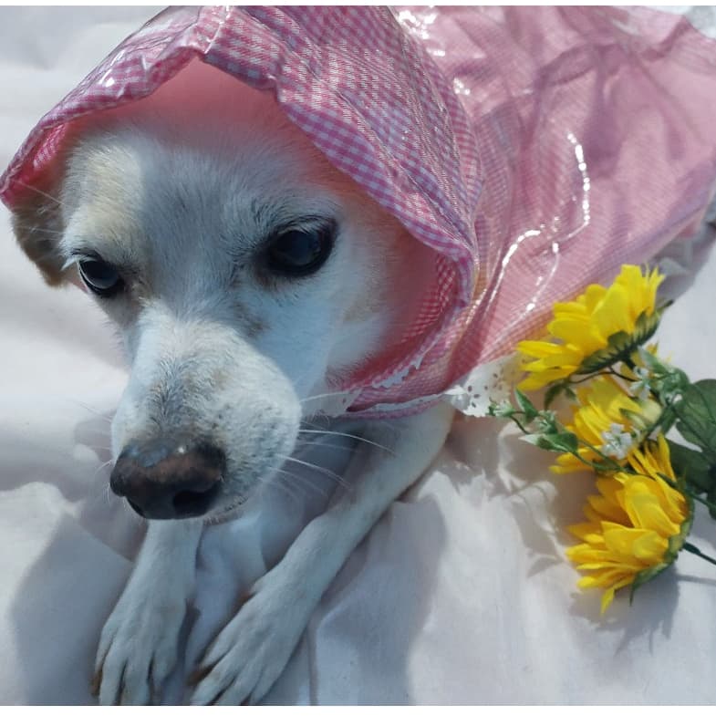 Capa de chuva pet rosa animais de médio porte com capuz bazar beneficente