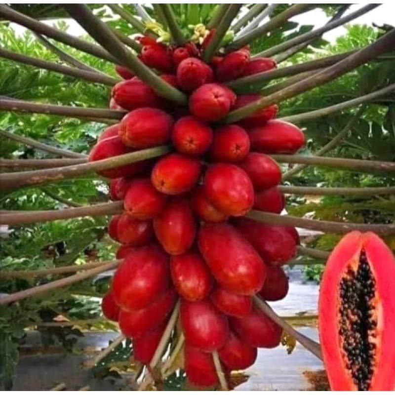 10 Sementes de Mamão Vermelho Taiwanês 🌱 Variedade Exótica | Alta Produtividade