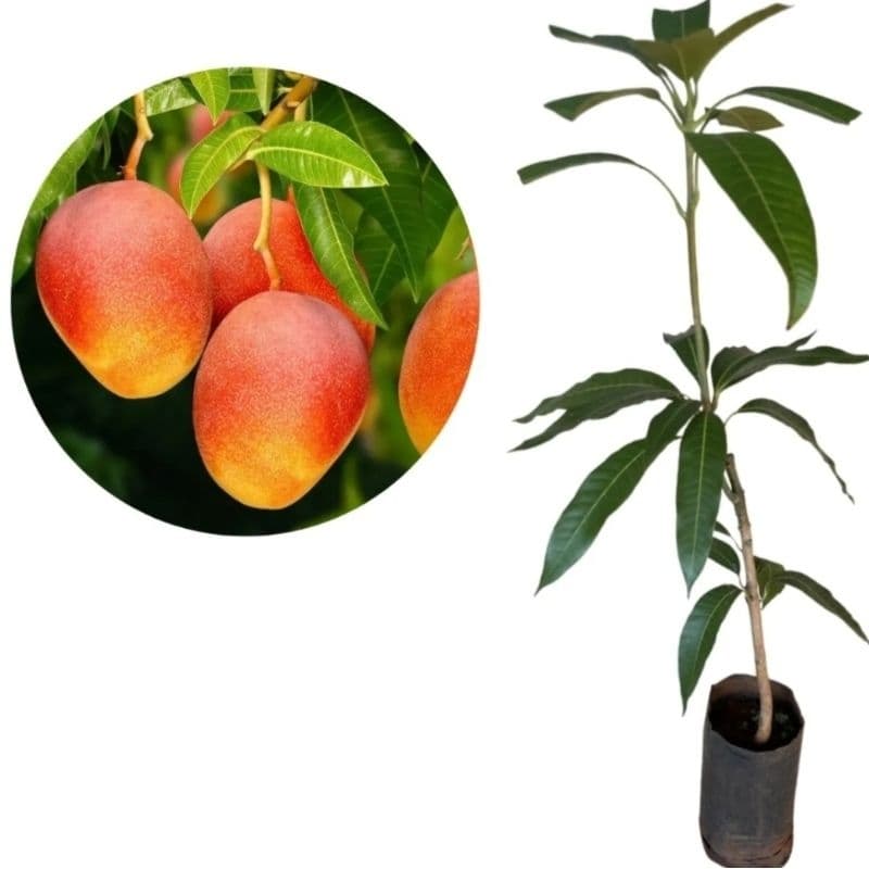 Manga Rosa Enxertada 40‑70 cm | Planta Frutífera para Cultivo Doméstico