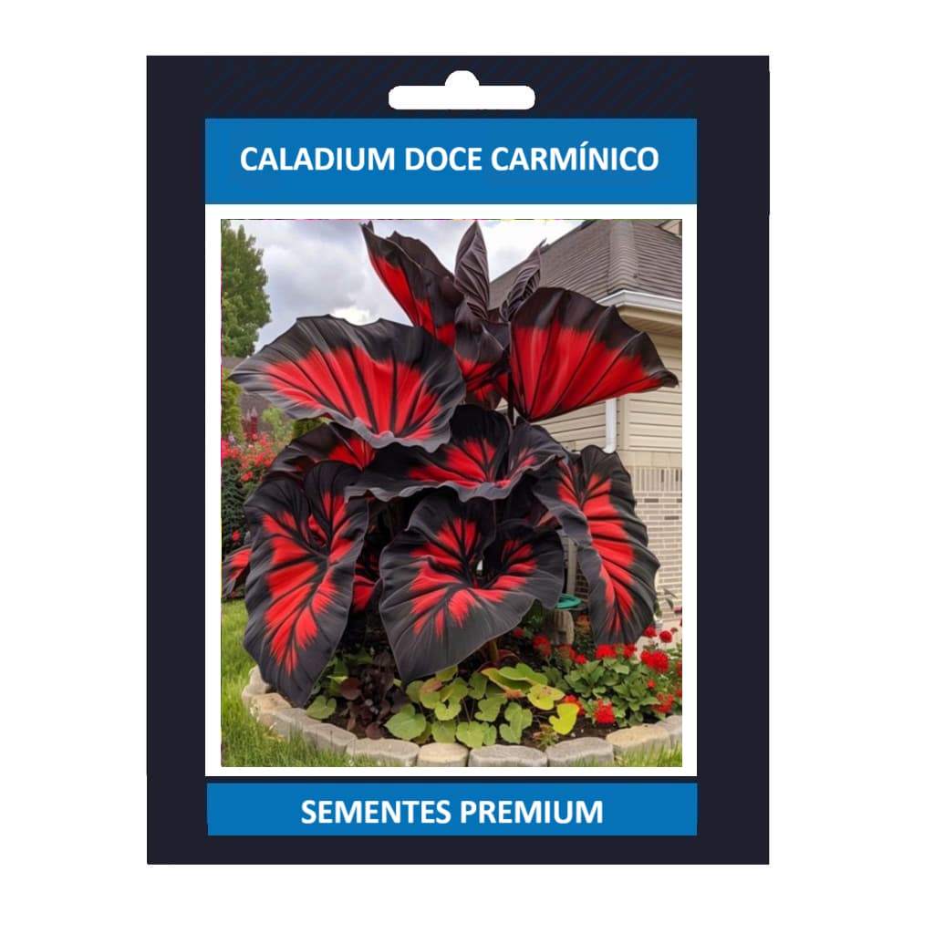 ENVIO SUPER RÁPIDO Caladium Doce Carmínico – 100 sementes com manual de cultivo II T1