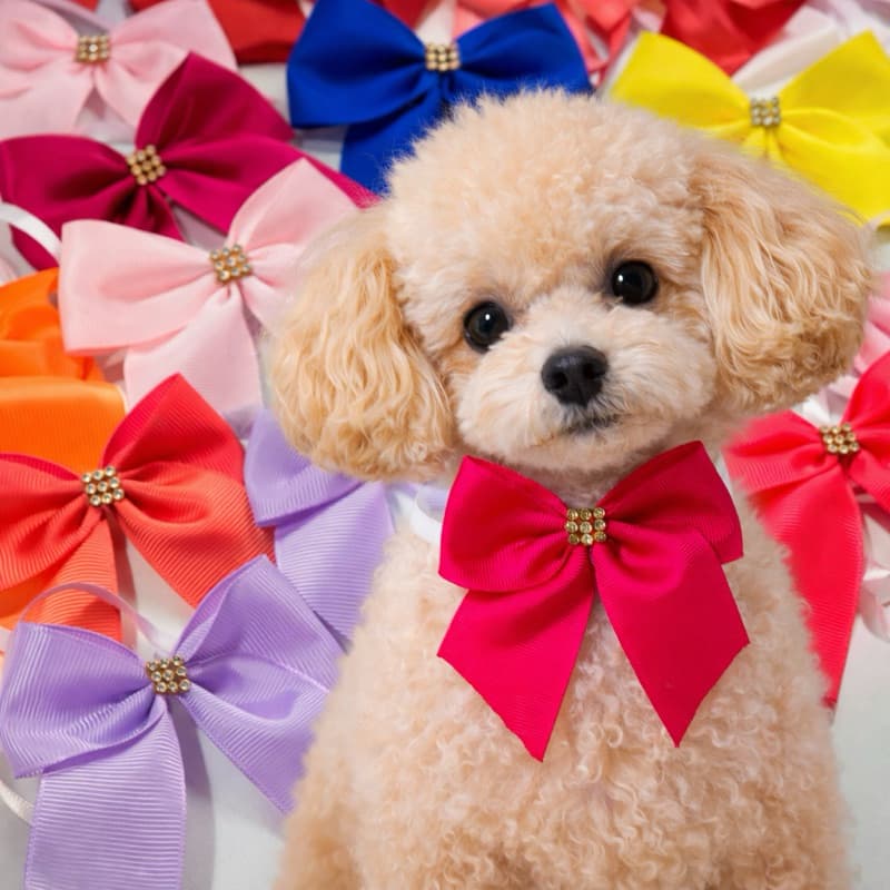 Kit 80 gargantilha fêmea , gargantilha banho e tosa. laçarote pescoço fêmea.