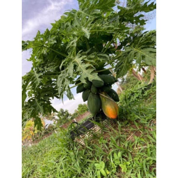 10 Sementes de Mamão Anão Chum Phae 🌱 Frutifica Rápido | Variedade Produtiva