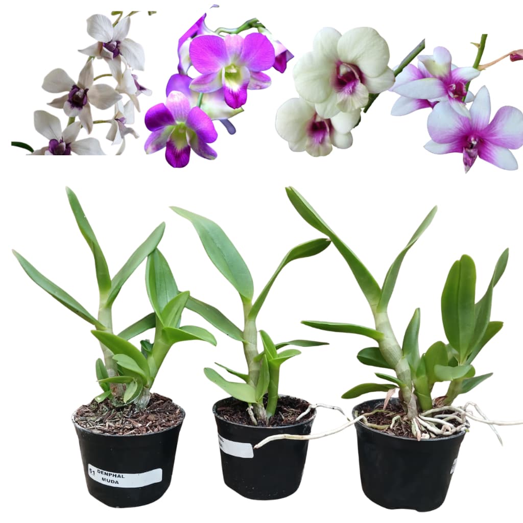 Kit 3 Mudinhas De Orquídea Denphal Variadas