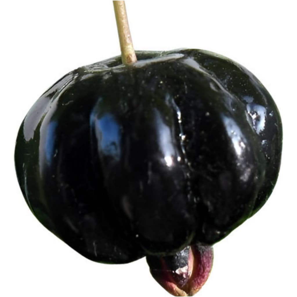 Pitanga Preta - Ótima Para Vaso!!