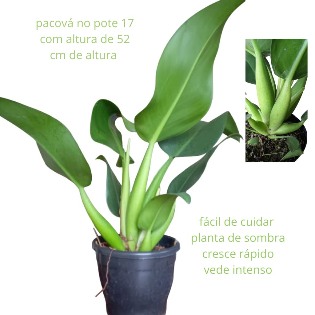 muda planta pacová grande pote17