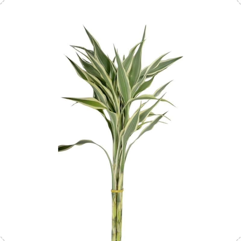 Haster bambu variegata