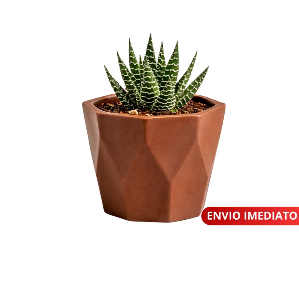 Mini Vasinho cachepot Decorativos para suculentas, Cactus e Plantas Artificiais