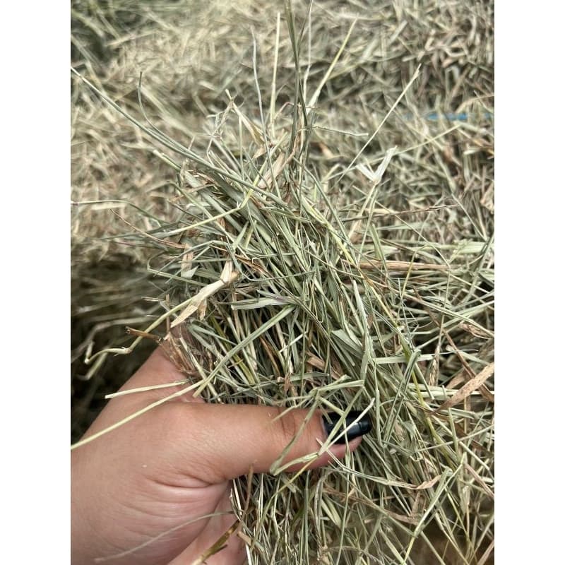 1Kg - FENO TIFTON85 PARA COELHOS, PORQUINHOS DA INDIA E ROEDORES