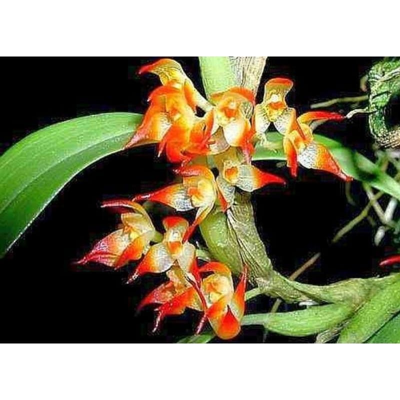 Orquidea Bulbophyllum Sessile micro orquídea