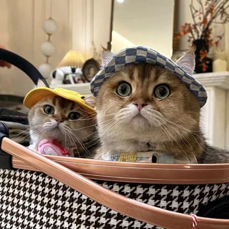 Chapéu Gato e Cachorro com furos para as orelhas Designer Estiloso Cordão Com Regulagem Confortável