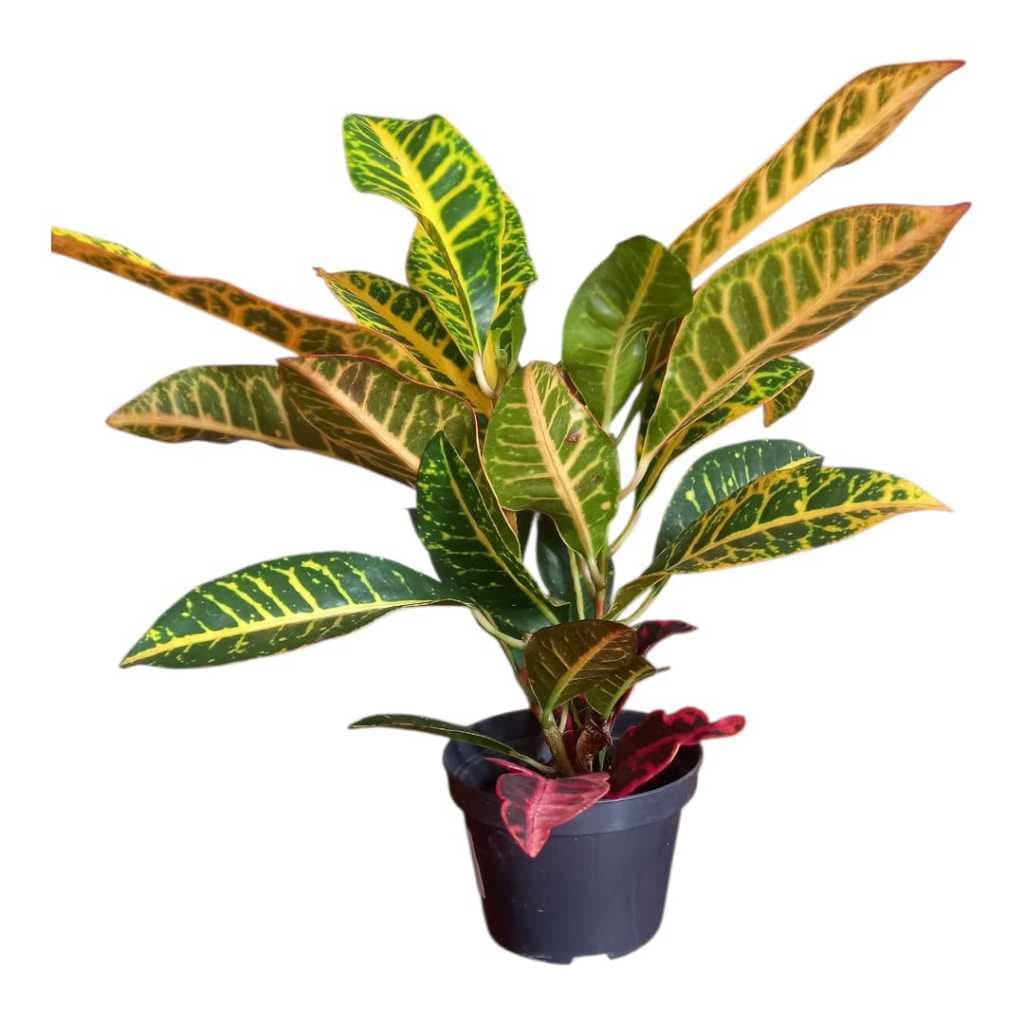 planta natural de croton petra no pote 11 ( VERMELHO )