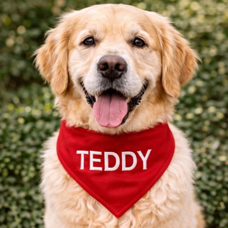 bandana pet personalizada com o nome do pet bordado para pet shop, banho e tosa, cachorro