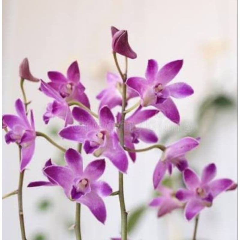 Orquídea Dendrobium Kingianum Pink