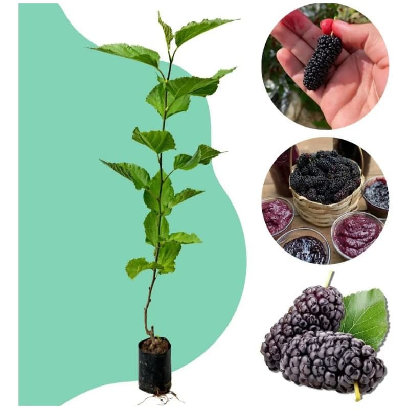 muda de amora gigante portuguesa enxertada