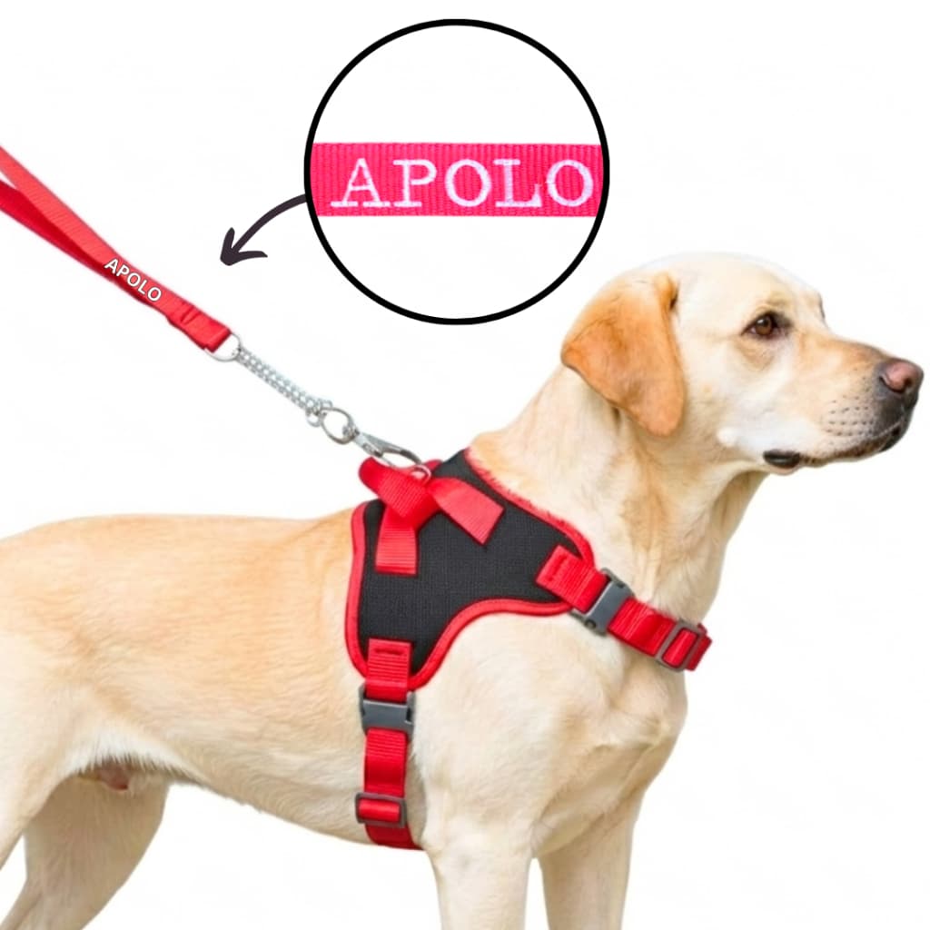 Coleira para cachorro com nome personalizado Modelo Grande Confortável com Guia de Passeio