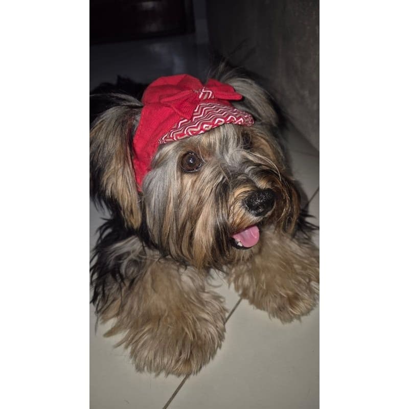 Boné Fashion Pet com Aberturas Anatômicas para Orelhas