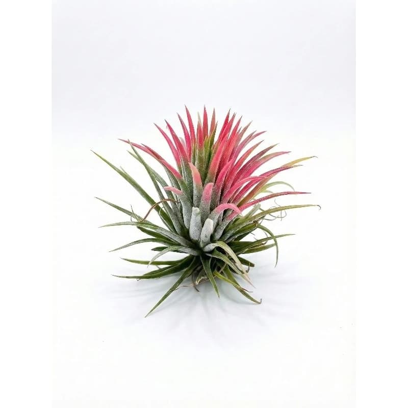 Tillandsia Ionantha Pequena