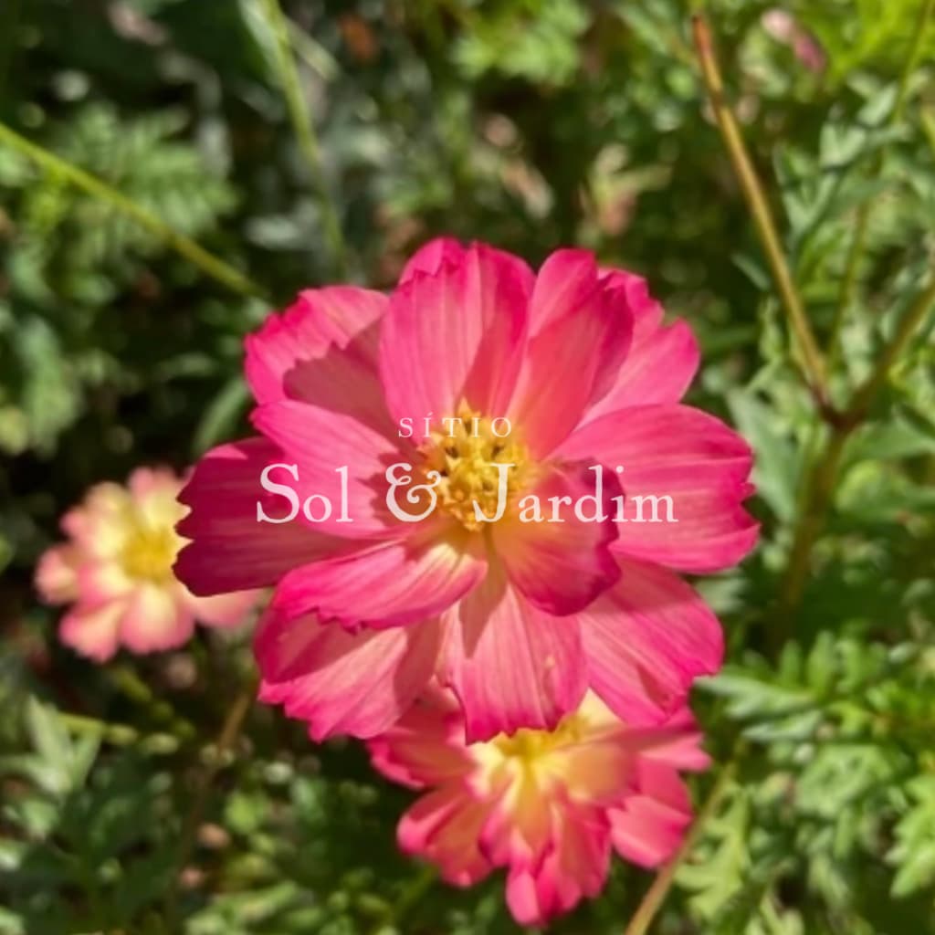 30 Sementes de Cosmos Blush - Cosmos Rosa e Dobrado - Variedade nova e rara - Ideal para jardim e abelhass a