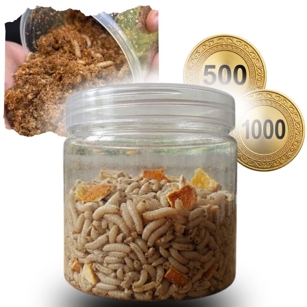 500 a 1000 Larvas Vivas de Mosca Soldado Negro - Alimento Vivo Premium