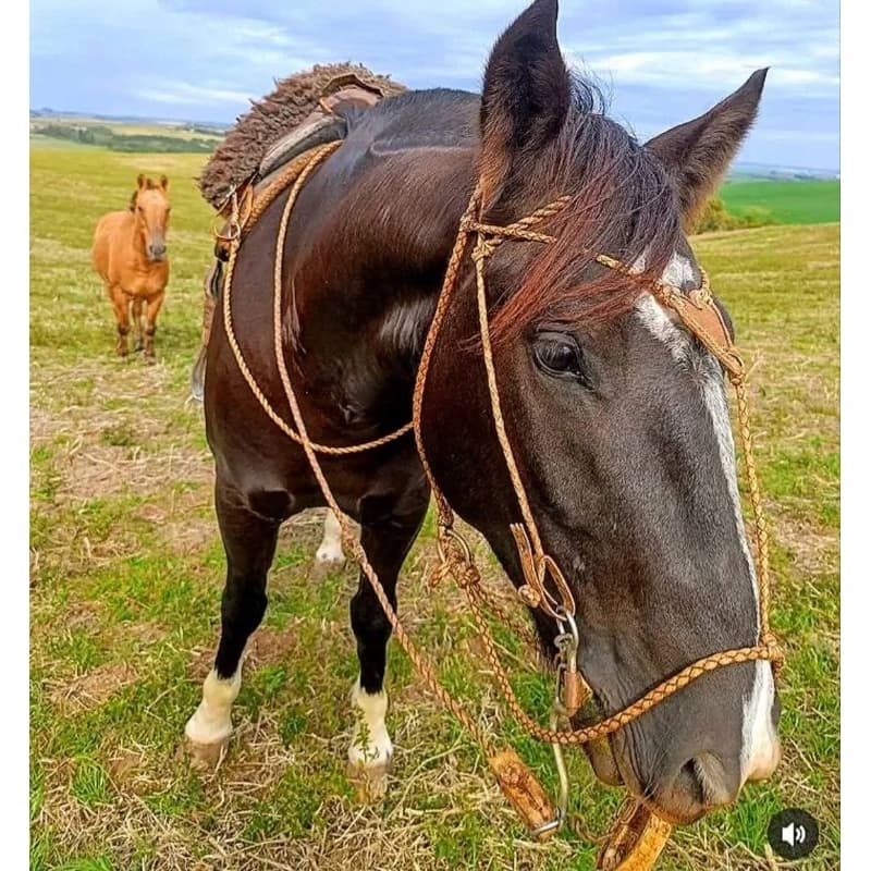 Preparo completo misto trançado e torcido traia couro cru