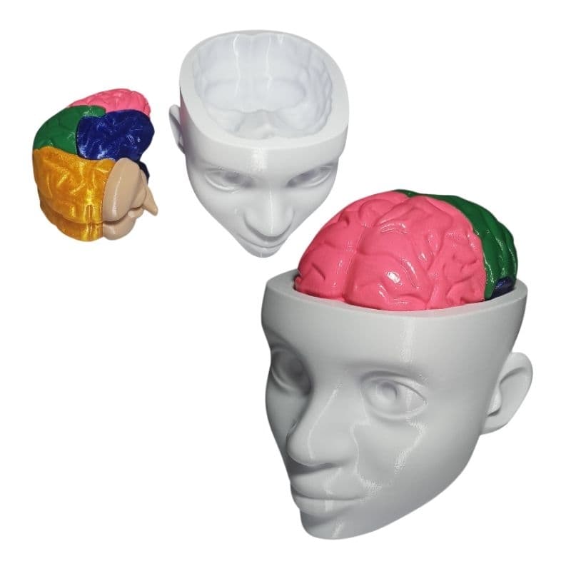 Busto Decorativo Cérebro Removível 3D Print Estátua Ornamento Escritório médico