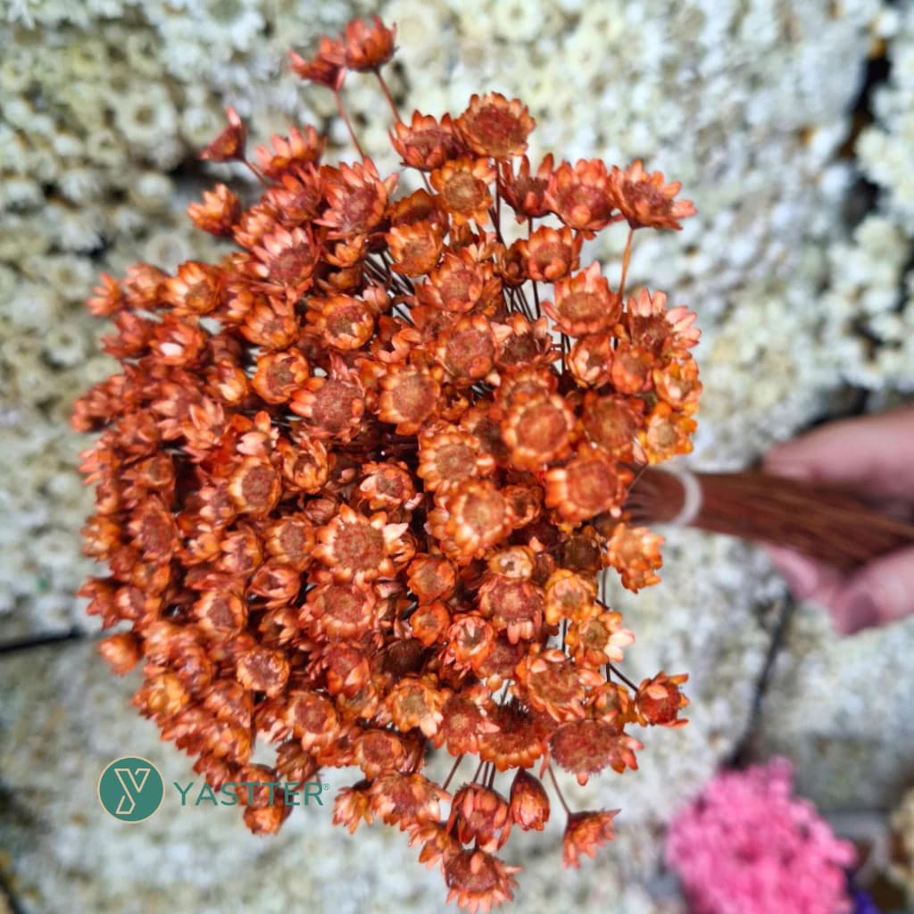 Flor Sempre viva Premium Cor Terracota Seca e Desidratada | 1–4 Buquês Flores Decoração, Arranjos e Buquês