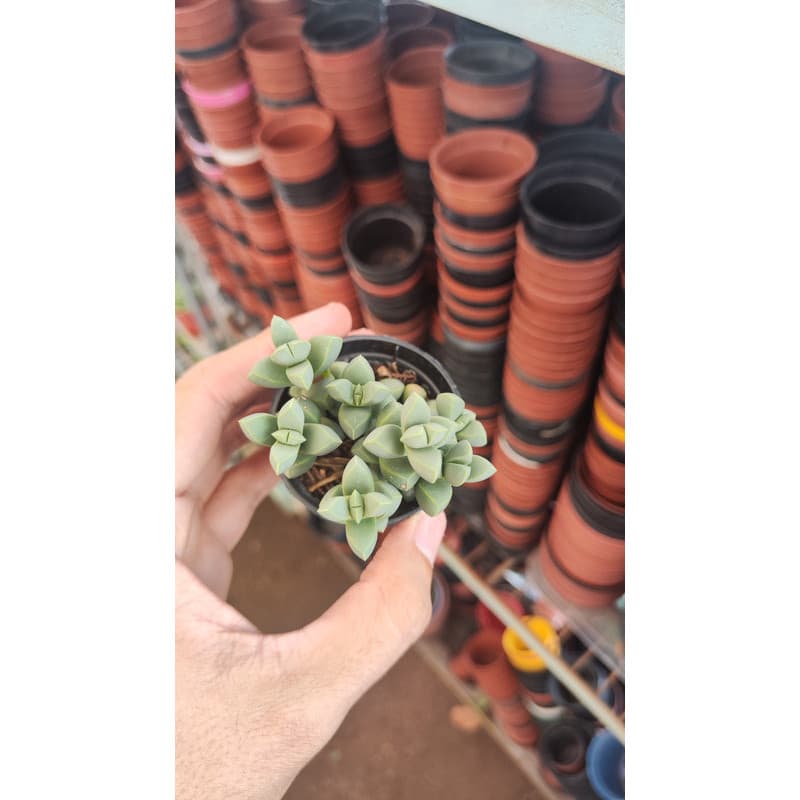 Suculenta Coração Partido