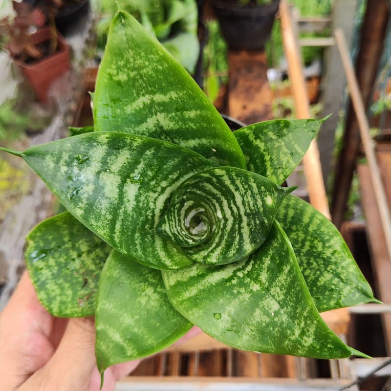 Mini Espada-de-São-Jorge