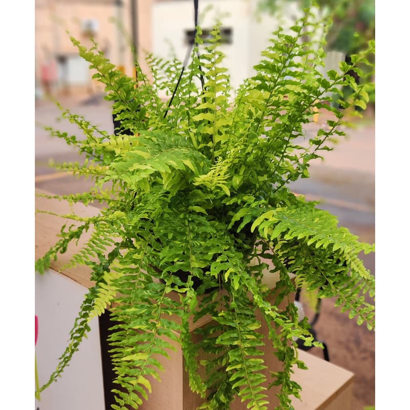 Samambaia-Tigre (Samambaia Tiger Fern)