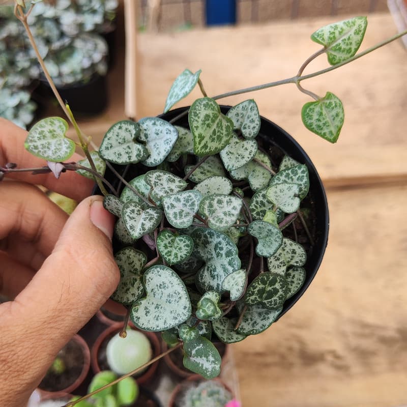 Suculenta Coração-Emaranhado