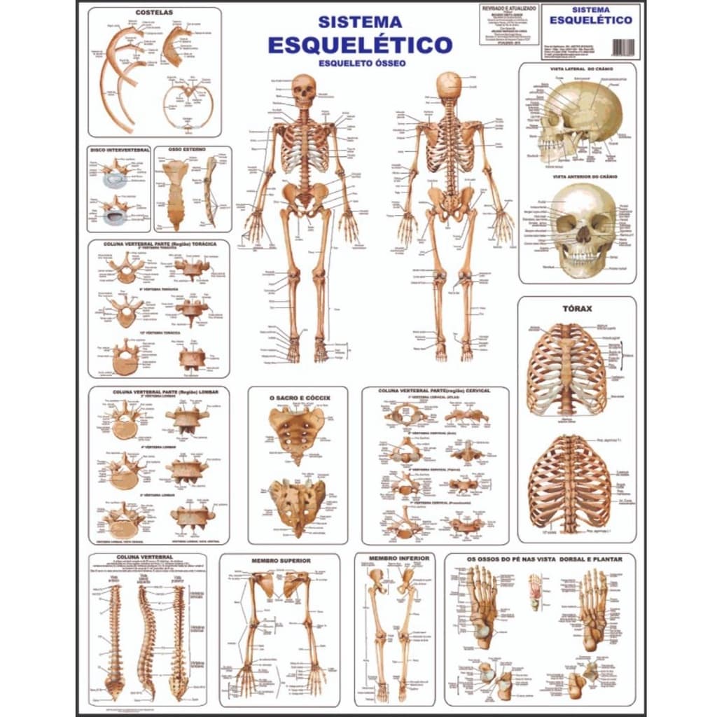 Sistema Esquelético 1 Osseo Poster Mapa Anatomia Corpo Humano Medicina Dobrado