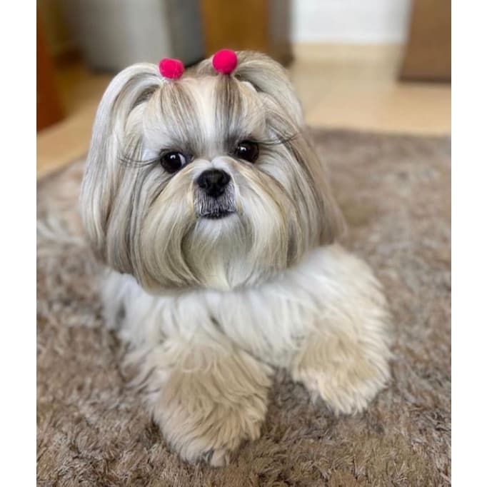 pet 20 lacinhos para pet laços pet lacinhos para pet pelo curto pet shop grampo de cabelo para cachorro laço pet pet