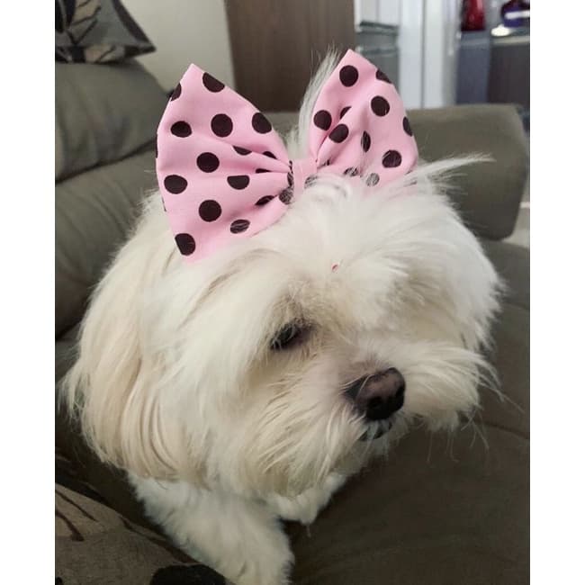 Laço Tiara Pet | Lacinho para pet com elástico
