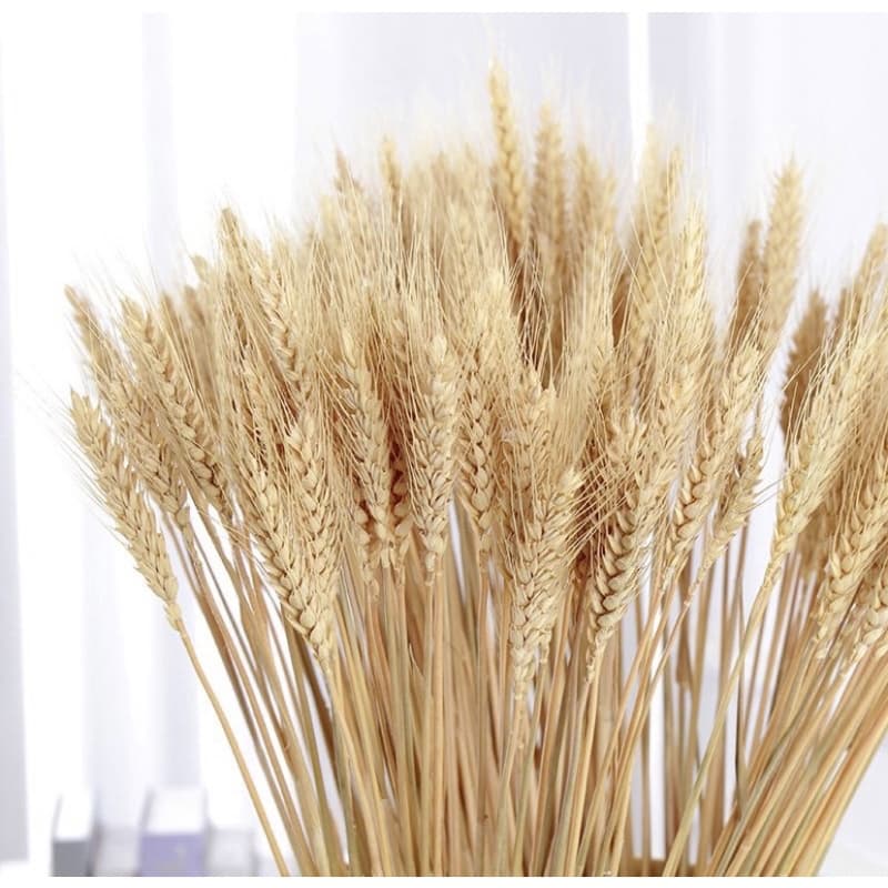 Maço com 20 Hastes de Trigo Seco Natural para Decoração e Santa Ceia