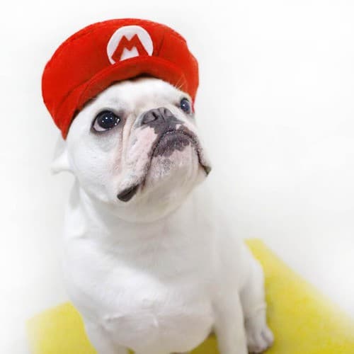 Boina Pet / Chapéu Mario, Luigi ou Peach em Feltro Cão Médio ou Grande Porte.