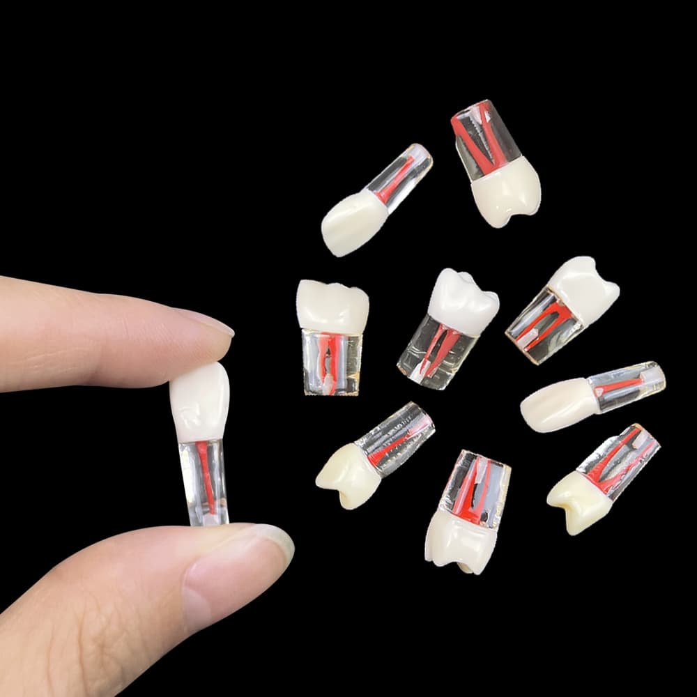 1pcs Dental RCT Endo Modelo Dentes Endodôntico Canal Raiz Bloco De Polpa Cavidade Resina Prática De Estudo Treinamento M8006