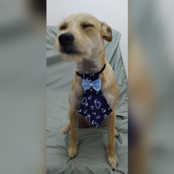 Gravatinha de tecido com regulador Tamanho P