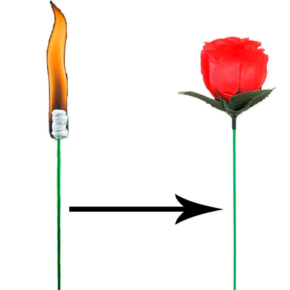 Torch to Rose Q