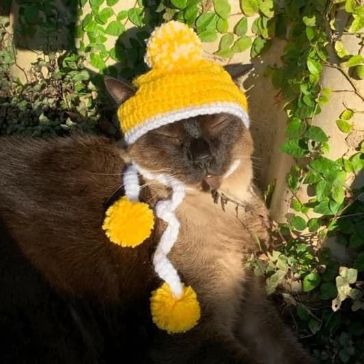 Gorrinho PET com pompons - para gatinhos, cães de porte mini, filhotes - envio imediato