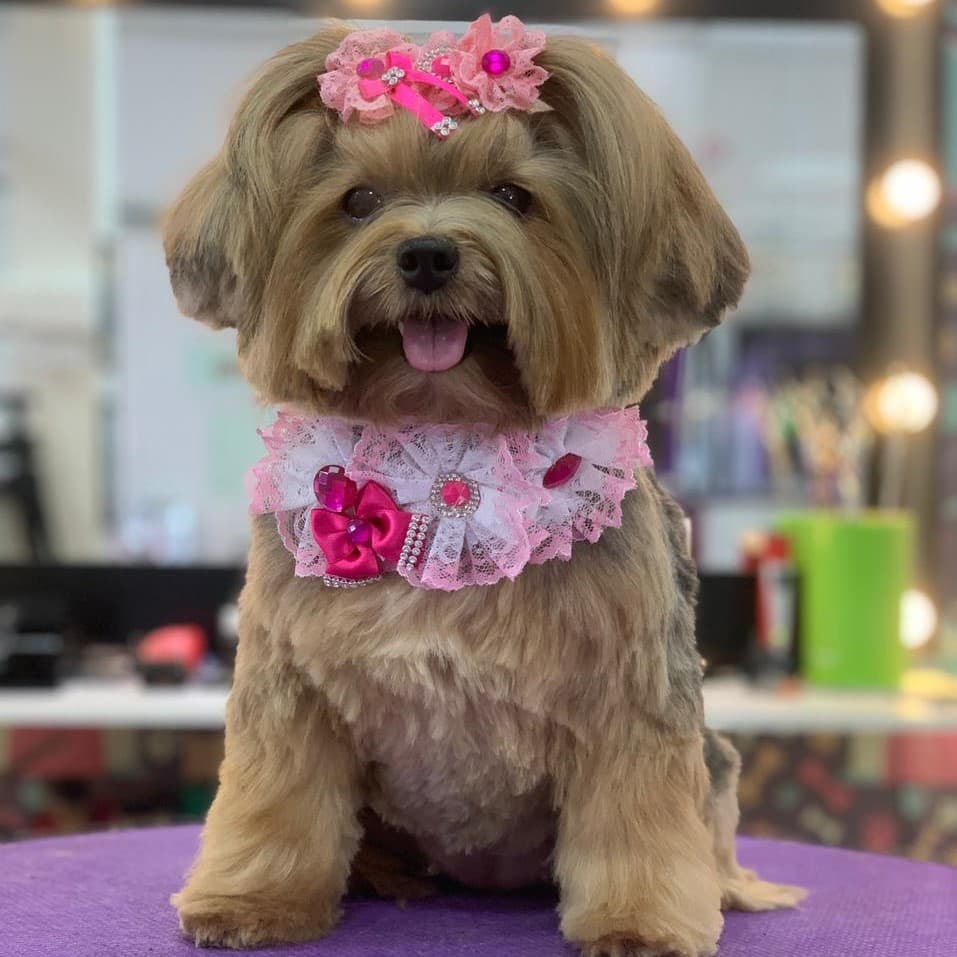 Laços Pet - KIT CONJUNTO GARGANTILHA SUPER LUXO -  (1 unidade)