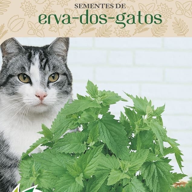 Sementes De Ervas Dos Gatos 250mg Catnip Envelope Com 400 Sementes