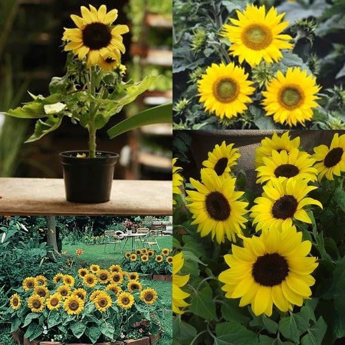 Semente Girassol Anão De Jardim 0,8g Isla