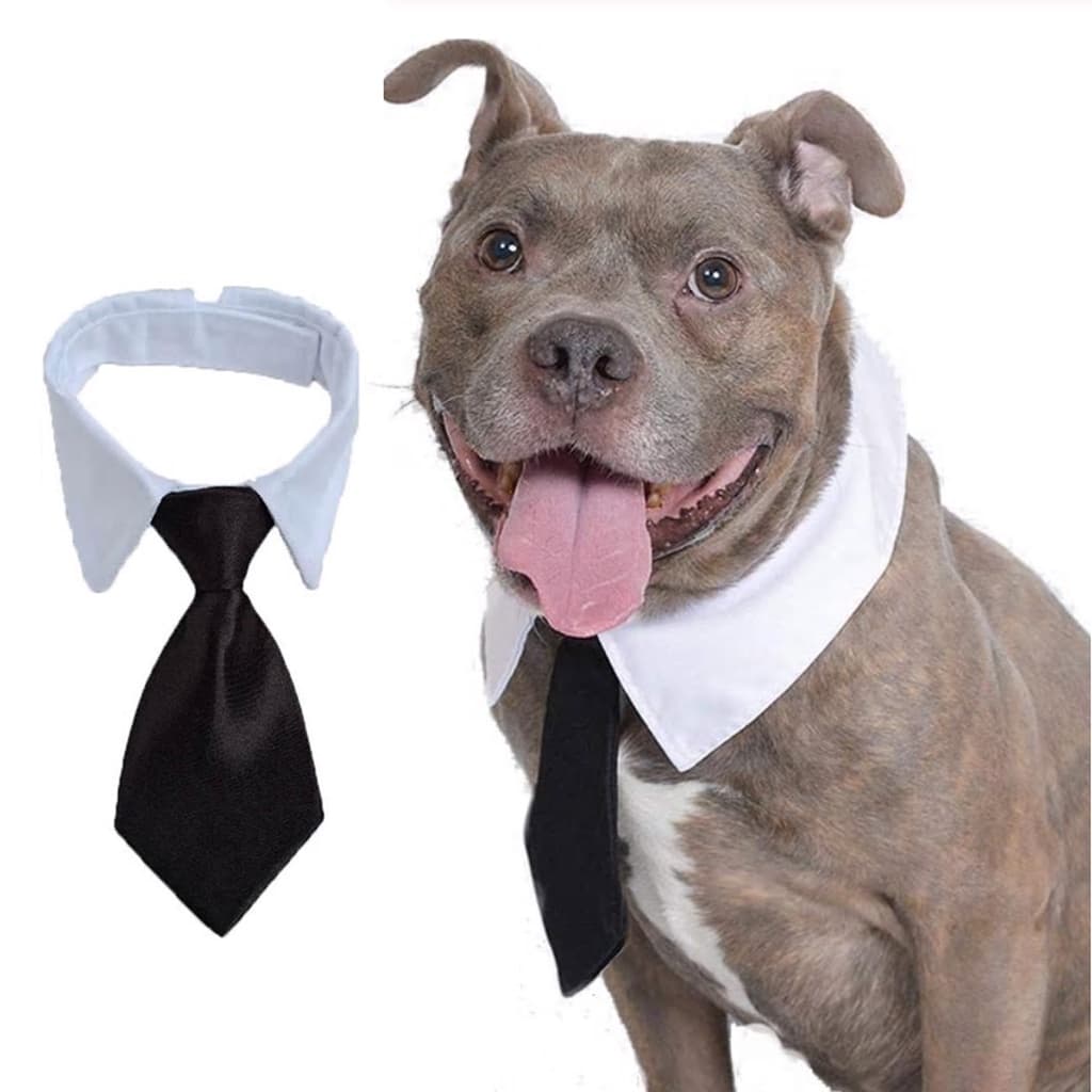 Colarinho com Gravata Social Black Tie Pet Cão Gato Cachorro